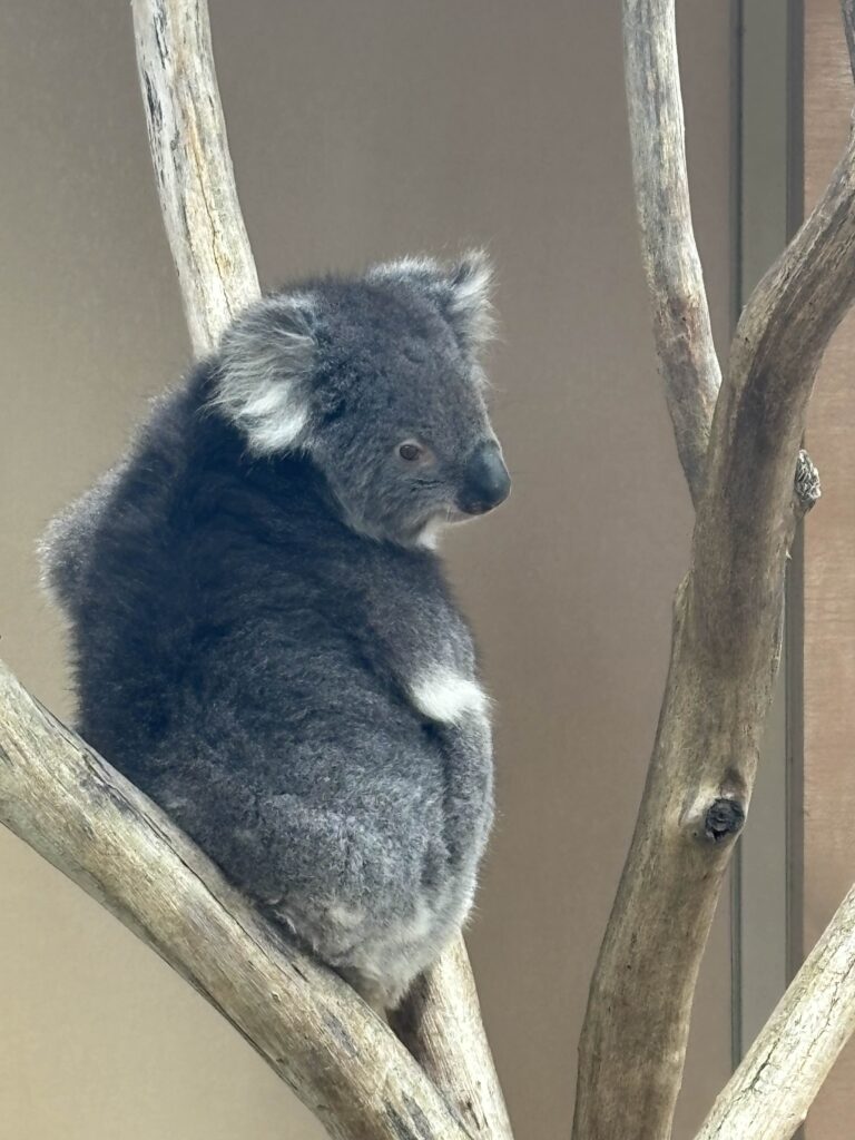 Picture of a koala sitting in a tree.