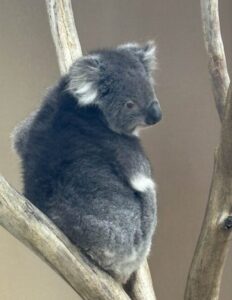 Picture of a koala sitting in a tree.